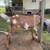 Moonspotted  Nubian doeling 2 thumbnail