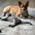 AKC CORGI 1 thumbnail