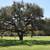 Live Oak trees 1 thumbnail