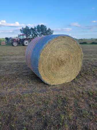 Alfalfa 1