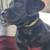 Black Lab 1 thumbnail