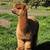 Alpaca ( price reduced) 1 thumbnail