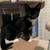 3 Kitten siblings need good homes! 5 thumbnail
