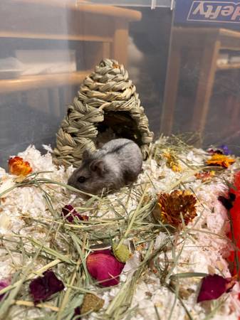 Hamster 1
