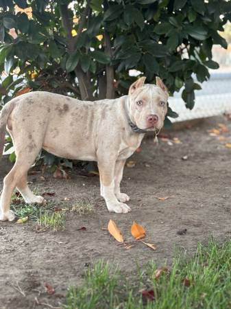 Bully puppy63963774454018122