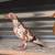 Flying flight pigeons 3 thumbnail