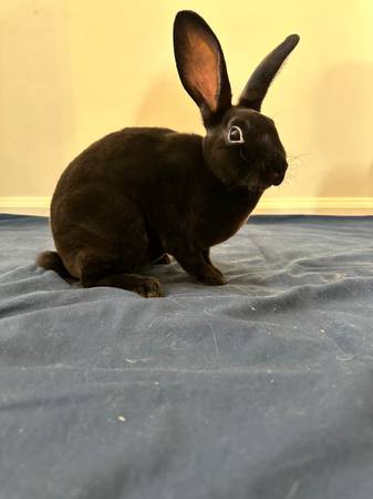Young Mini Rex rabbit (Parker)63963639509123120