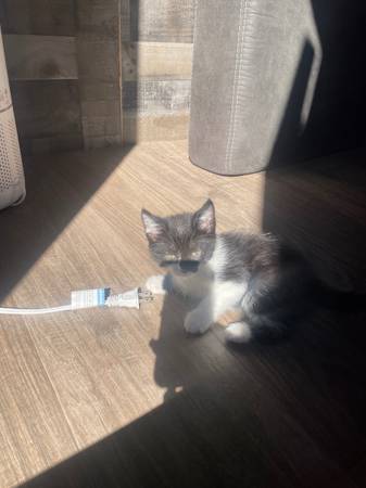 9 WEEK OLD TABBY KITTENS (Tacoma)63853559170179121