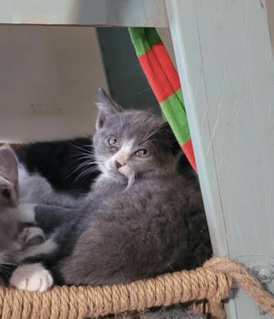 Kittens (Shoals)63658636813955121