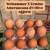 Hatching eggs 2 thumbnail