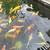 Japanese koi high quality affordable price 4 thumbnail