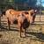 Red Angus Bull 2 thumbnail