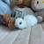 Netherland Dwarf Bunny Bunnies Rabbit 5 thumbnail