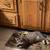 Rumpy Riser cat, male, fixed needs to be adopted. 4 thumbnail