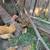 Chickens 2 thumbnail