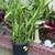 White, Yellow and Pink Hawaiian Ginger Plants 1 thumbnail