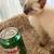 Siamese kitten 10 thumbnail