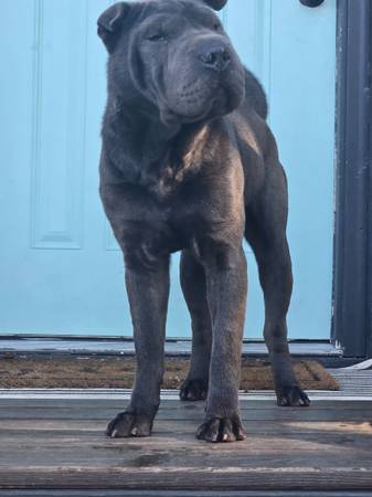 Shar pei macho de 1 año63791661885441120