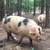 Local pork 3 thumbnail