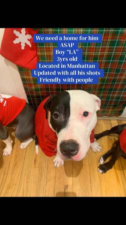 Mixed American Pitbull Puppies (Manhattan)