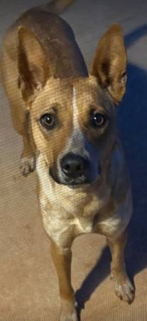 Missing dog 1