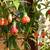 Abutilon Pictum - Japanese Lantern Flowering Maple Plant 3 thumbnail