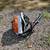 Leaf Blower 3 thumbnail