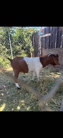 Boer buck 1