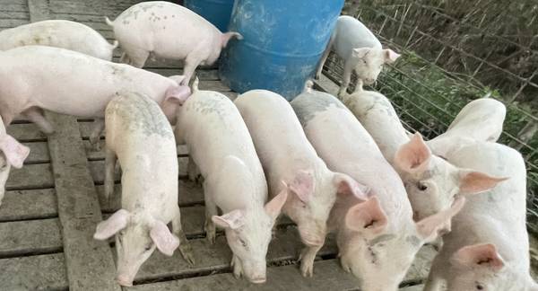 Feeder Pigs 1