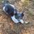 Kittens need rehoming 5 thumbnail