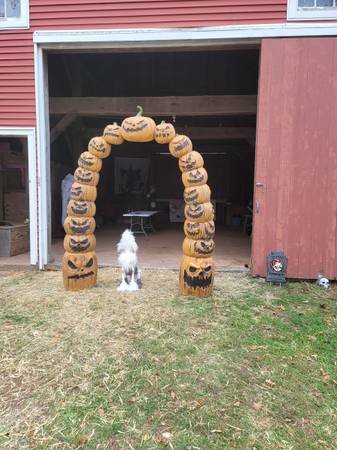 Wanted experienced horseless riders to work with green horses 1