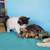 Kittens 3 thumbnail