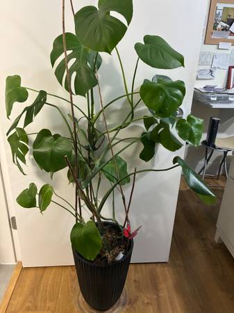 Plant, indoor 1