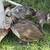 Peafowls 16 thumbnail