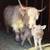 Bred midsize mini highland cow 1 thumbnail