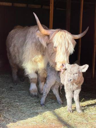 Bred midsize mini highland cow 1