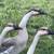 Geese 4 thumbnail