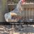 Roosters 2 thumbnail