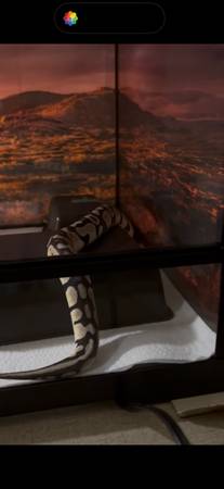 ball python pair 1