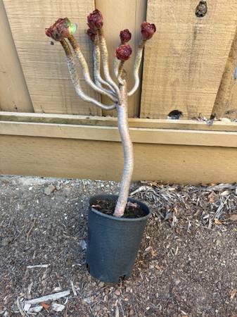 Succulent 1
