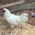FREE Friendly Roosters- One per person/family 1 thumbnail