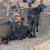 Spanish goats 5 thumbnail