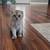 Scottish Fold Kitten 2 thumbnail