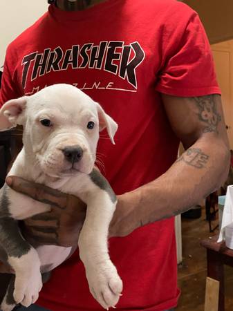 Highbrred Xl Bully (Brooklyn)64279903830274124