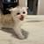 Scottish fold 3 thumbnail