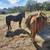 4 Horses for sale in Carmine, TX 4 thumbnail