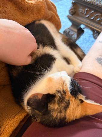 Gato calicó