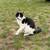 Kittens 15 thumbnail