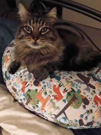 Lost Cat (Vallejo)63891026648961122