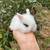 Dwarf Lionhead Christmas Baby Bunny Rabbits 4 thumbnail